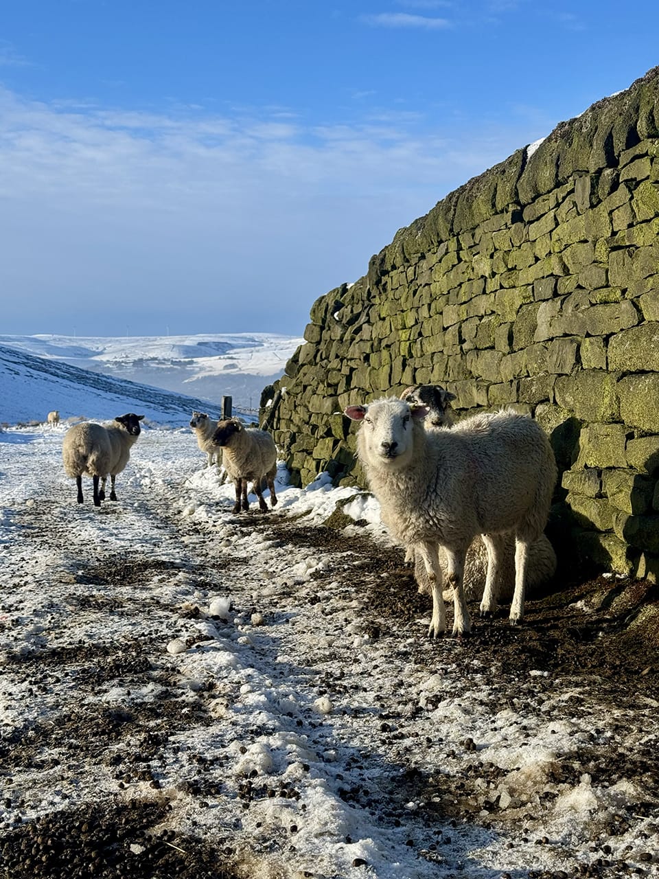 A group of sheep are stood by a wall; one of them is staring right into the camera.